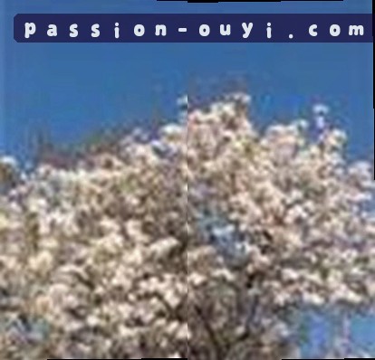 李雪